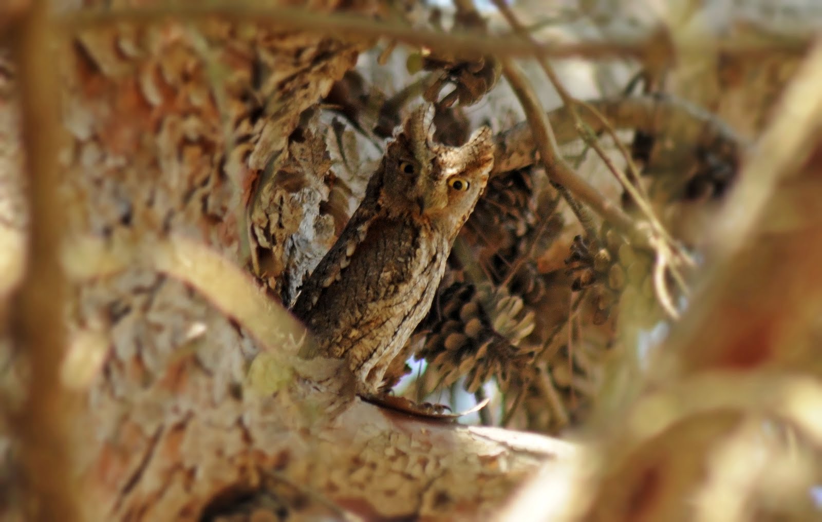 Autillo (Otus scops)