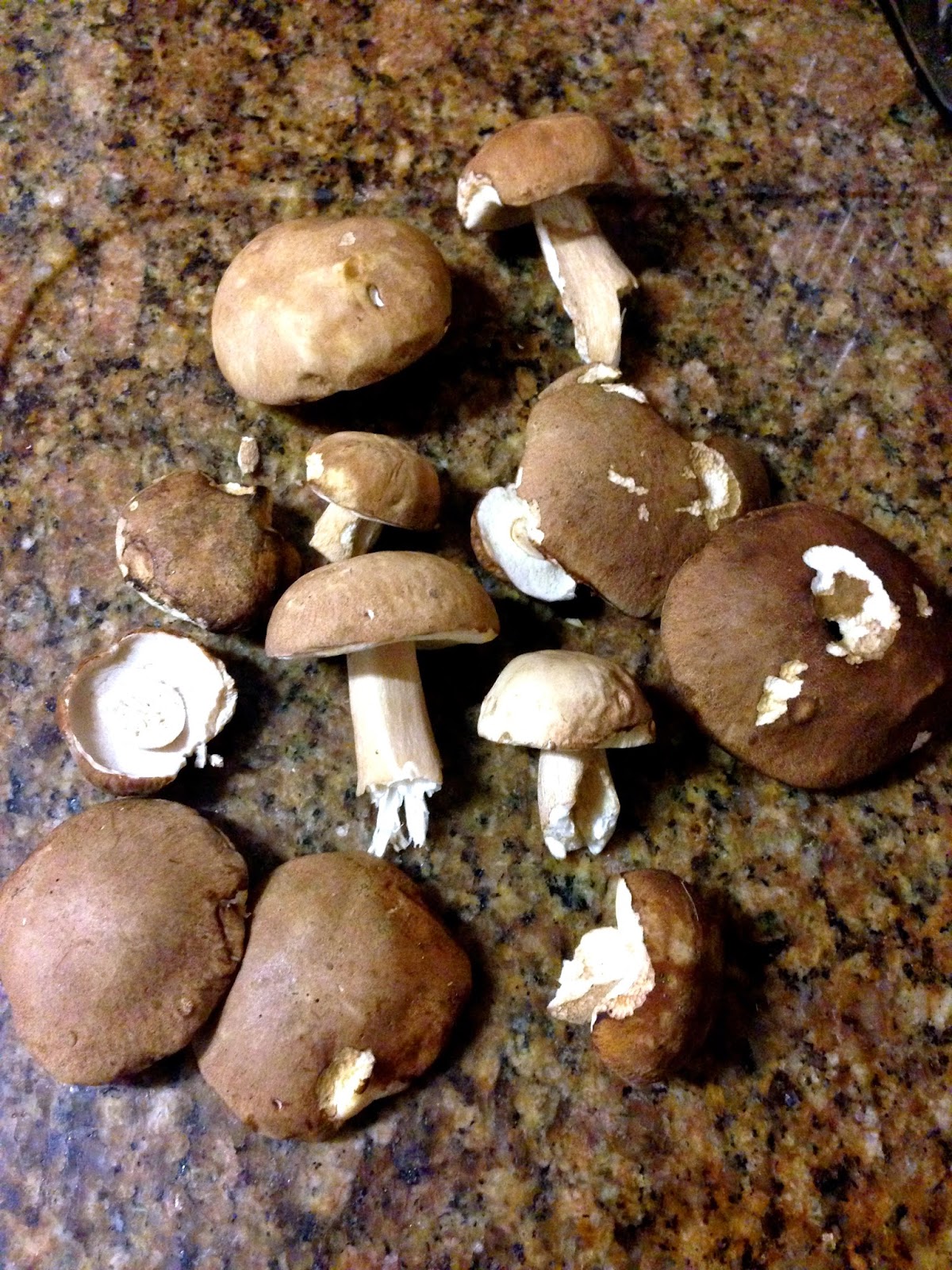 como se cocinan los boletus no solo las monjitas cocinan cosas ricas tortilla de como se cocinan los boletus no solo las monjitas cocinan cosas ricas tortilla de
