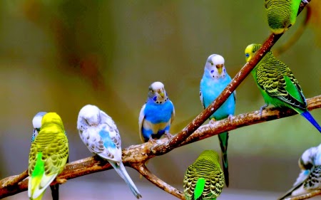 Komunitas Parkit Indonesia Ragam Mutasi Warna Pada Burung Parkit