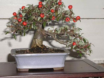 Bonsai Mango Tree