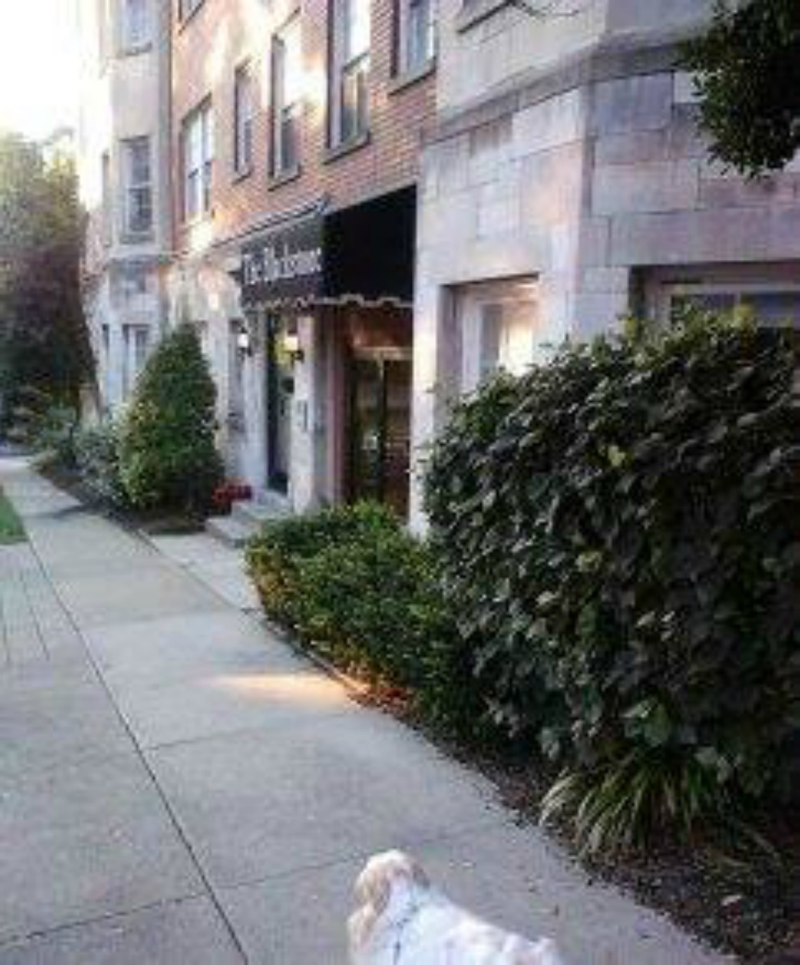 Small Dog Rescues Indiana Small Dog Rescues Indiana