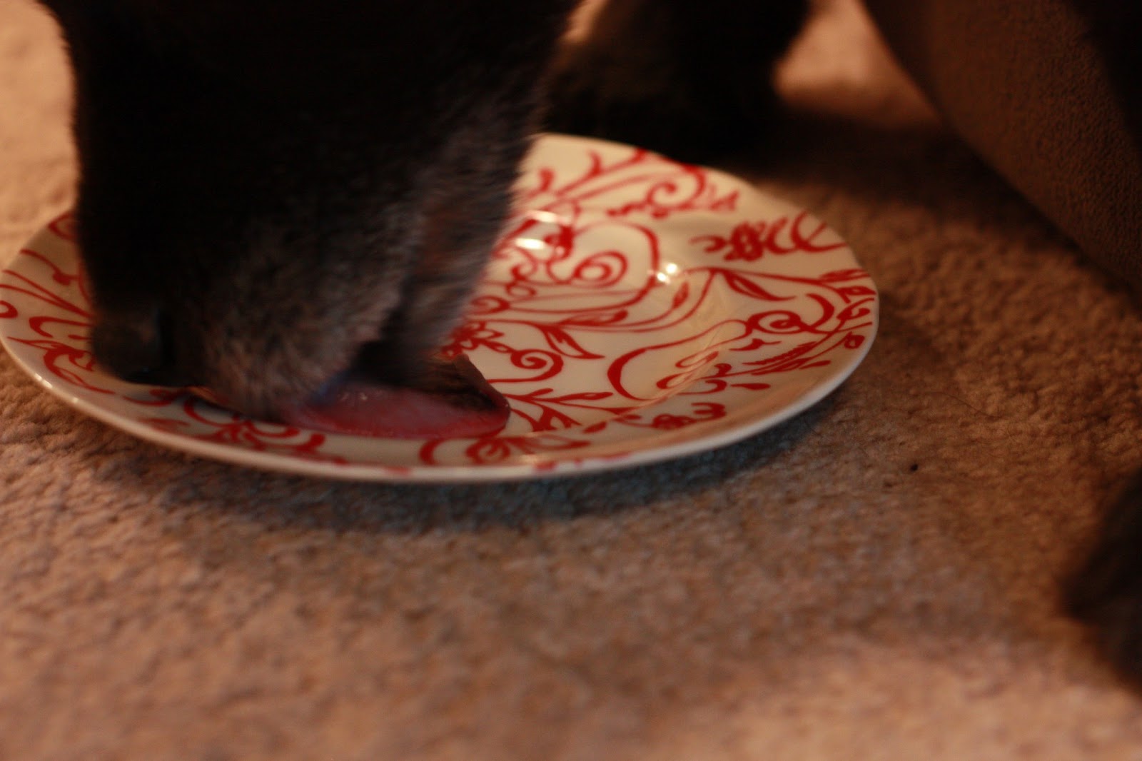 what does a 17 year old dog look like? ho hum hooray