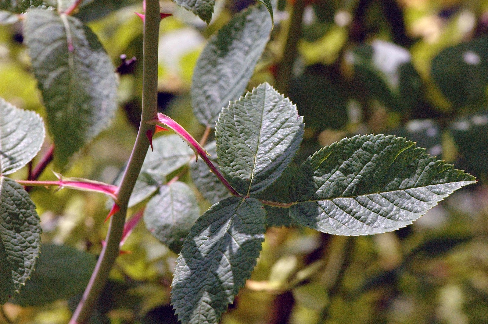 Field Biology in Southeastern Ohio Nature Preserves Mill Creek & Wahkeena