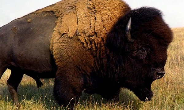 5 Hewan Punah Yang Dapat Dihidupkan Kembali Oleh Para Ilmuwan