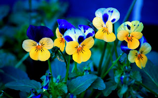 Colorful Pansies Yellow Blue Green Nature Fresh HD Wallpaper
