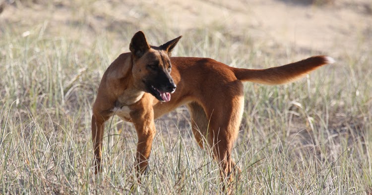 Hands-On Hunting: Dingoes persecuted by 1080, researcher says