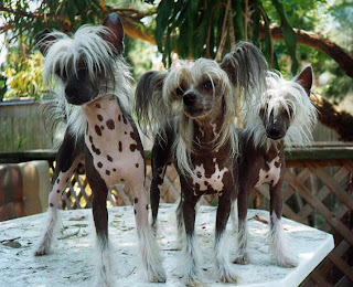 Anjing Chinese Crested Lucu