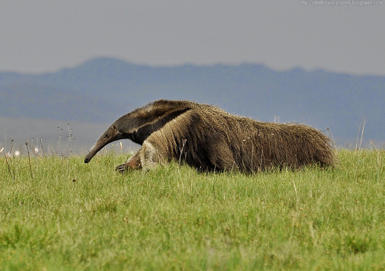 Beautiful Wallpapers for Desktop: Giant Anteater HD Wallpapers