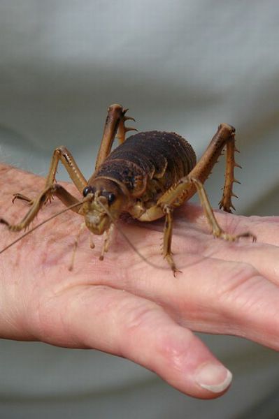 knight vs giant insects knight vs giant insects
