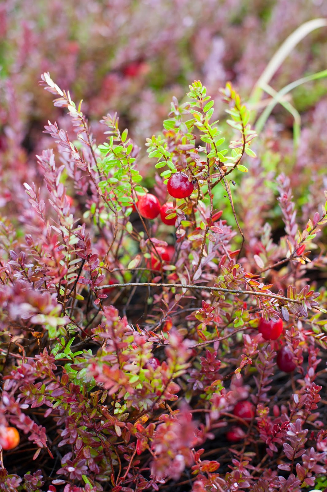 KAILEY J. FLYNN PHOTOGRAPHY The Wisconsin Cranberry Highway