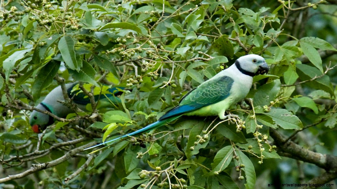 Parrot Bird Malabar Parakeet psittacula Columboides Parrot Bird Malabar Parakeet psittacula Columboides
