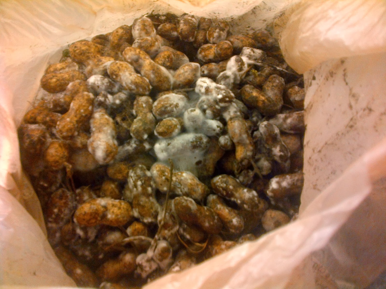 Fixettwell Farmlet Road Trip Snacks Part 1 Roasted Peanuts