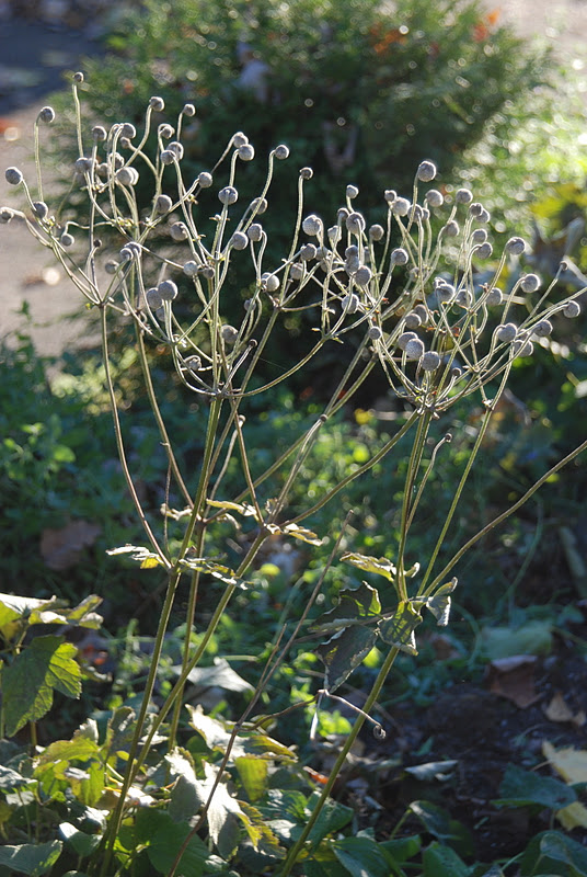 Wife, Mother, Gardener Japanese Anemone Seed Fluffs