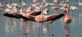If you're lucky, you can see with your own eyes the scene of flamingos spreading their wings like the swans.