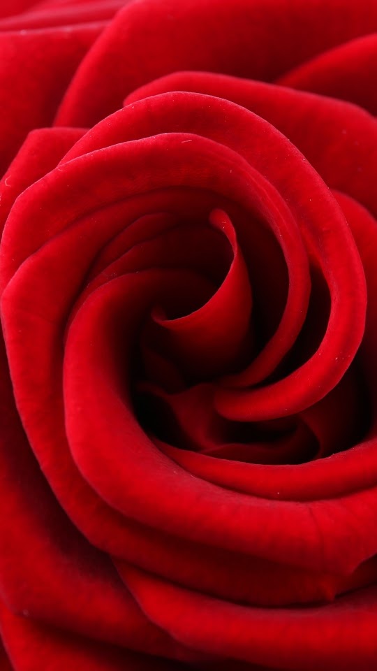 Rose Red Petals Galaxy Note HD Wallpaper
