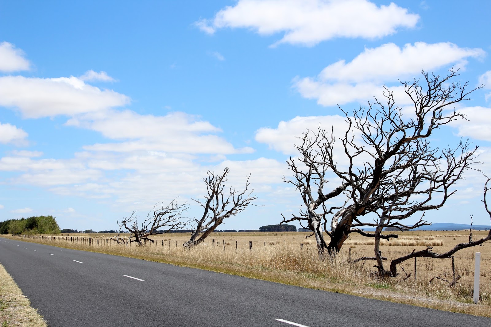 One Mother Hen: The dry landscape of Summer