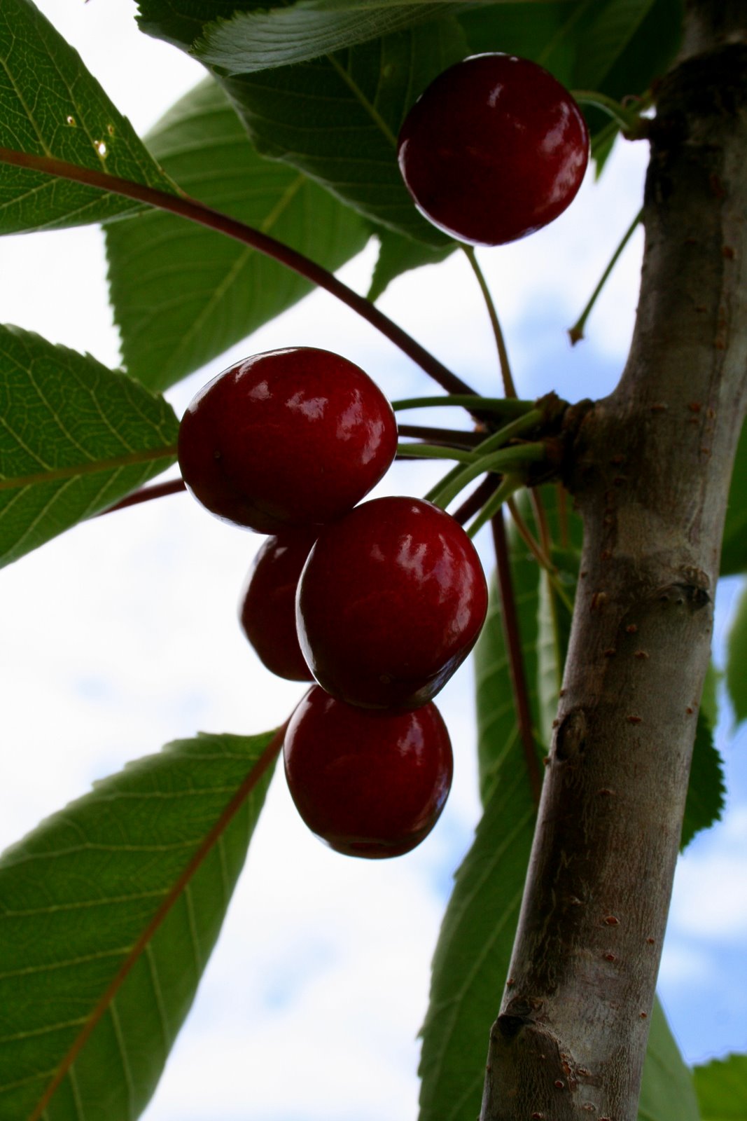 shiny ruby red cherries