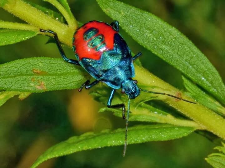 long black bug with red stripes long black bug with red stripes