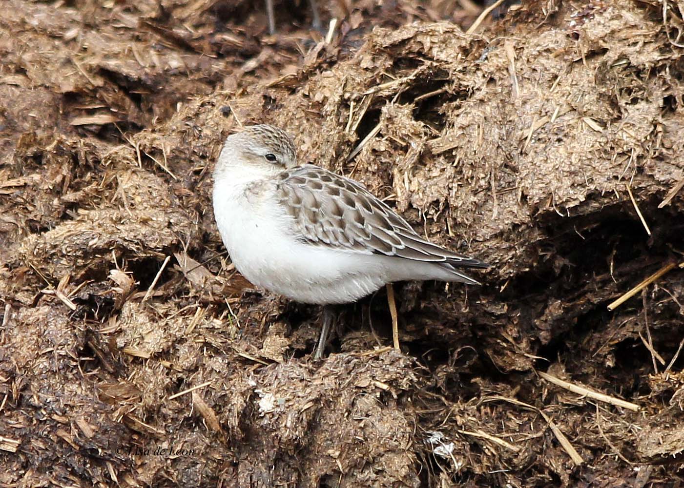 Semipalmated Sandpiper October Various Bird Species
