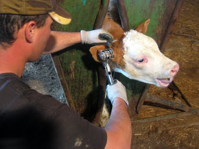 He tattoos each calf with a specific number that will be the calf's 