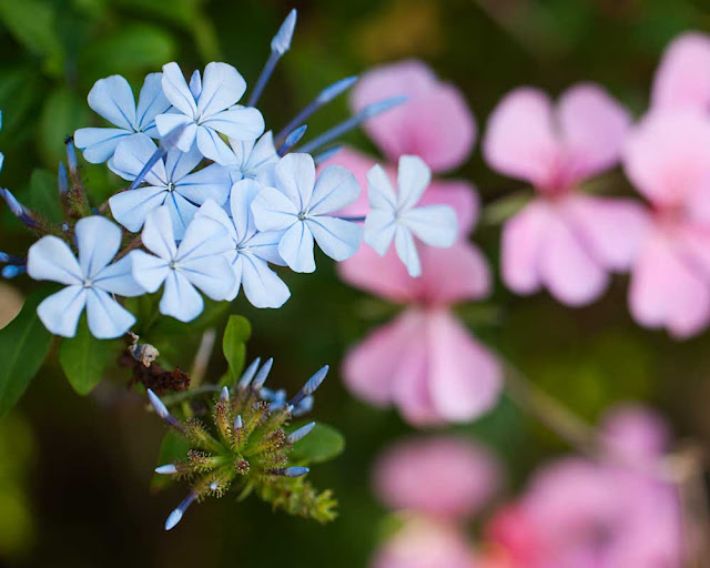 Photo showing blue and pink flowers