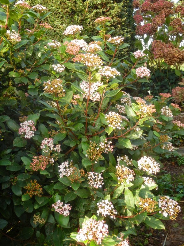 Sneeuwbal Viburnum Davidii Directplant
