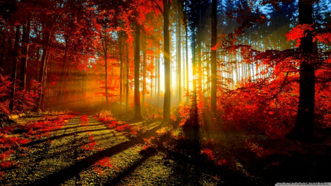 Red Forest HD desktop wallpaper High Definition Fullscreen Red Forest HD desktop wallpaper High Definition Fullscreen