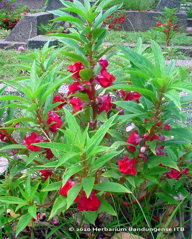 Bercocok Tanam TOGA (Tanaman Obat Keluarga) Bag. 1 | Kebun ... Menurunkan Berat Badan Secara Alami Dengan Optrimax Plum ...