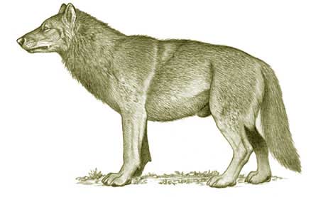 Dire+Wolf.jpg