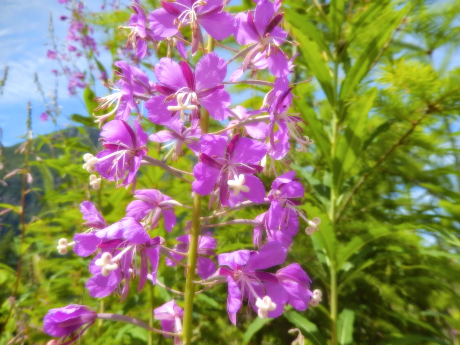 Powell River Books Blog Coastal BC Plants Fireweed