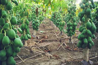 How to Starting a Papaya Farming Business 