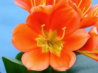 Orange Flowers Meaning Dreamy Nature Orange Flowers Meaning