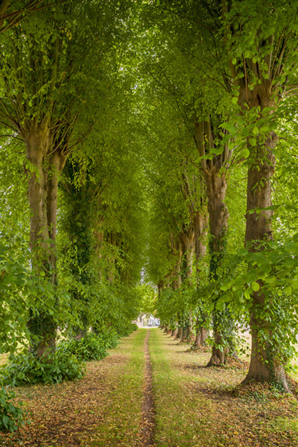 Lime trees line the way to the church at Ascott under Wychwood  by Martyn Ferry Photography