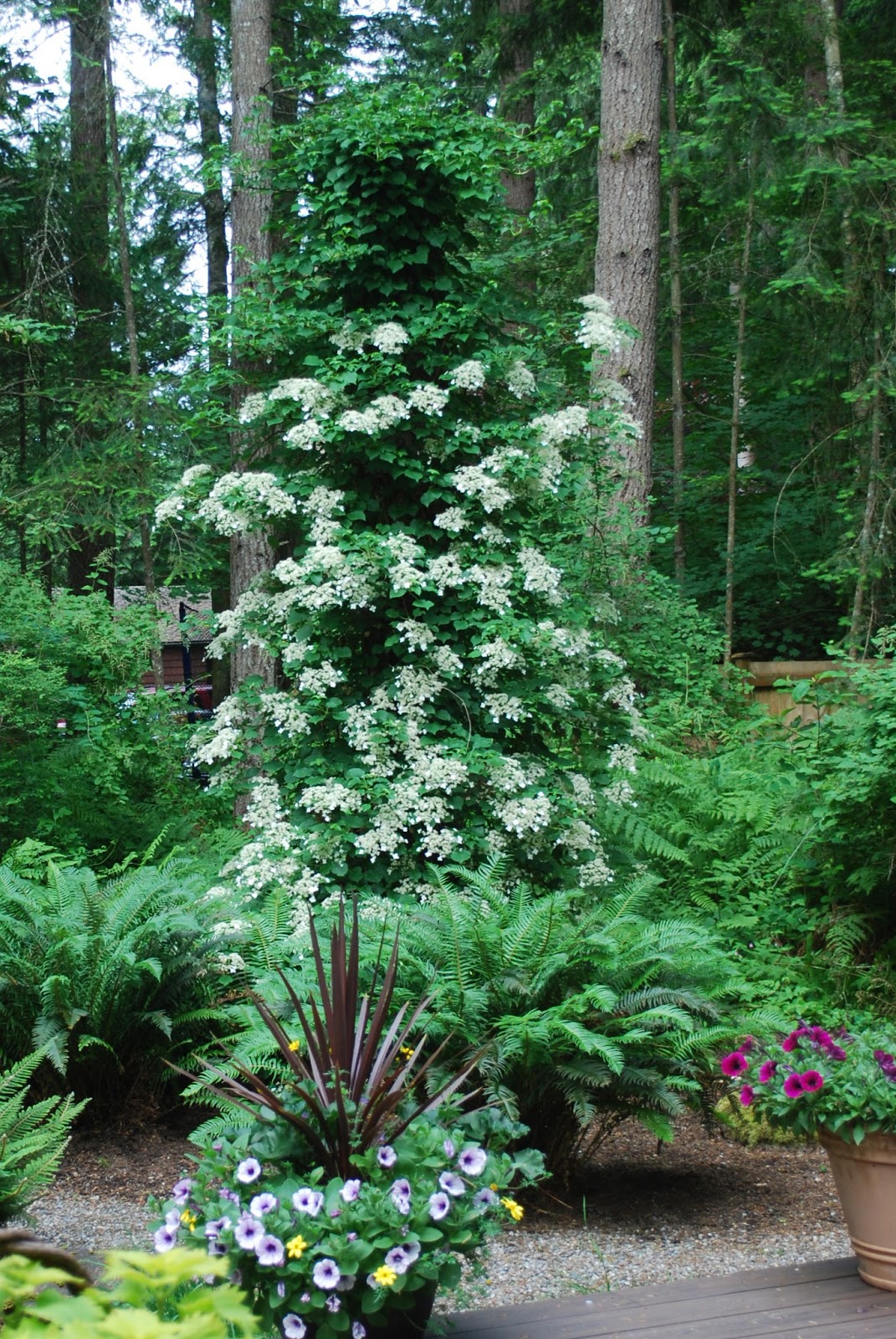 Make It... a Wonderful Life Climbing Hydrangea