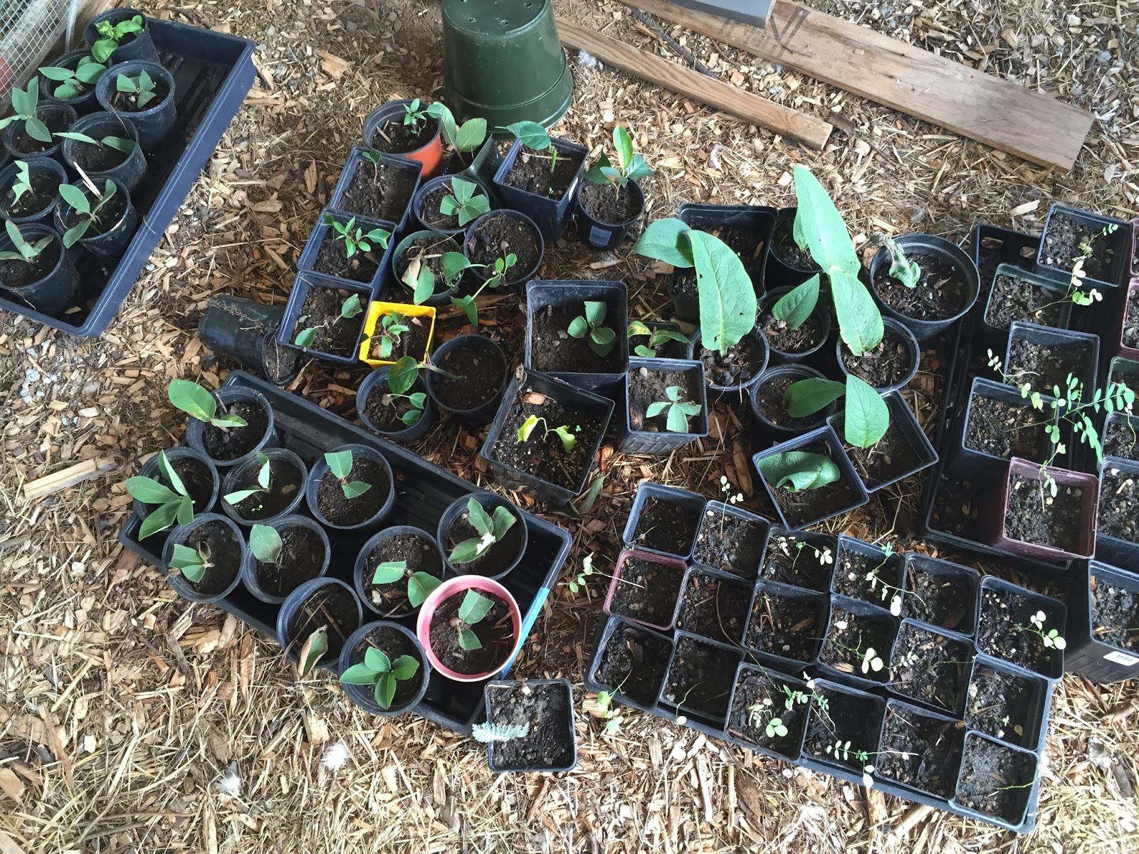 adventures with a tubie DIY Plant Propagation Misting