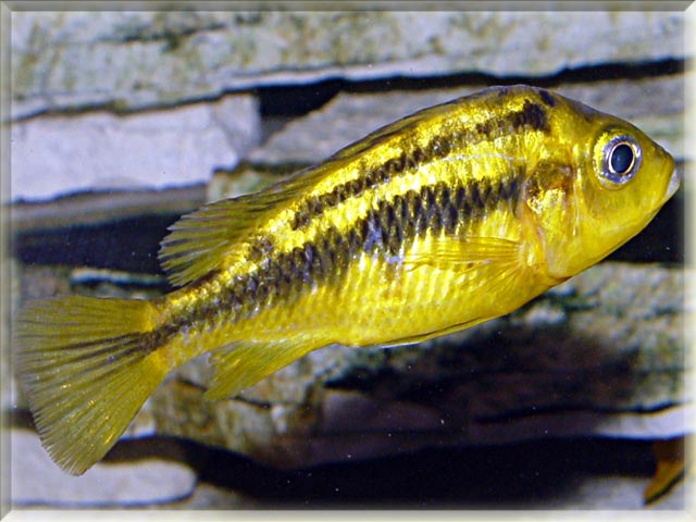 freshwater fish that start with y letter animals name a to z freshwater fish that start with y letter animals name a to z
