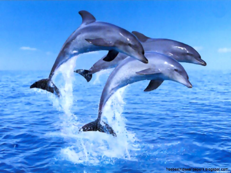 Dolphin Wallpapers Wallpaper Cave Dolphin Wallpapers Wallpaper Cave