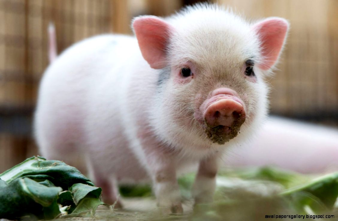 Cute Baby Pigs 08 Cute Baby Pigs 08