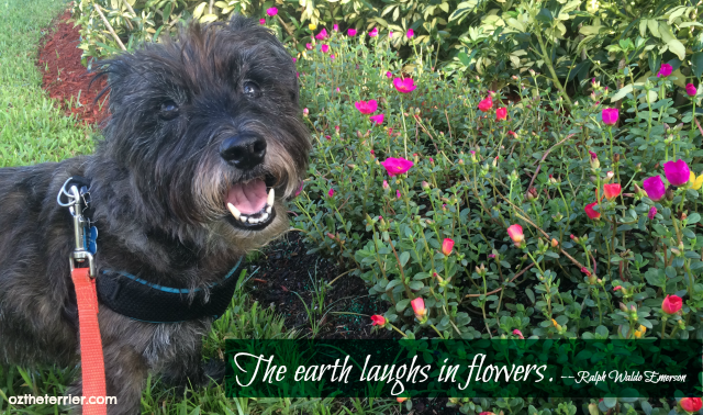 Oz the Terrier | "The earth laughs in flowers" - Ralph Waldo Emerson