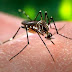 Paraíba tem 48 municípios em grupo de alto risco de dengue