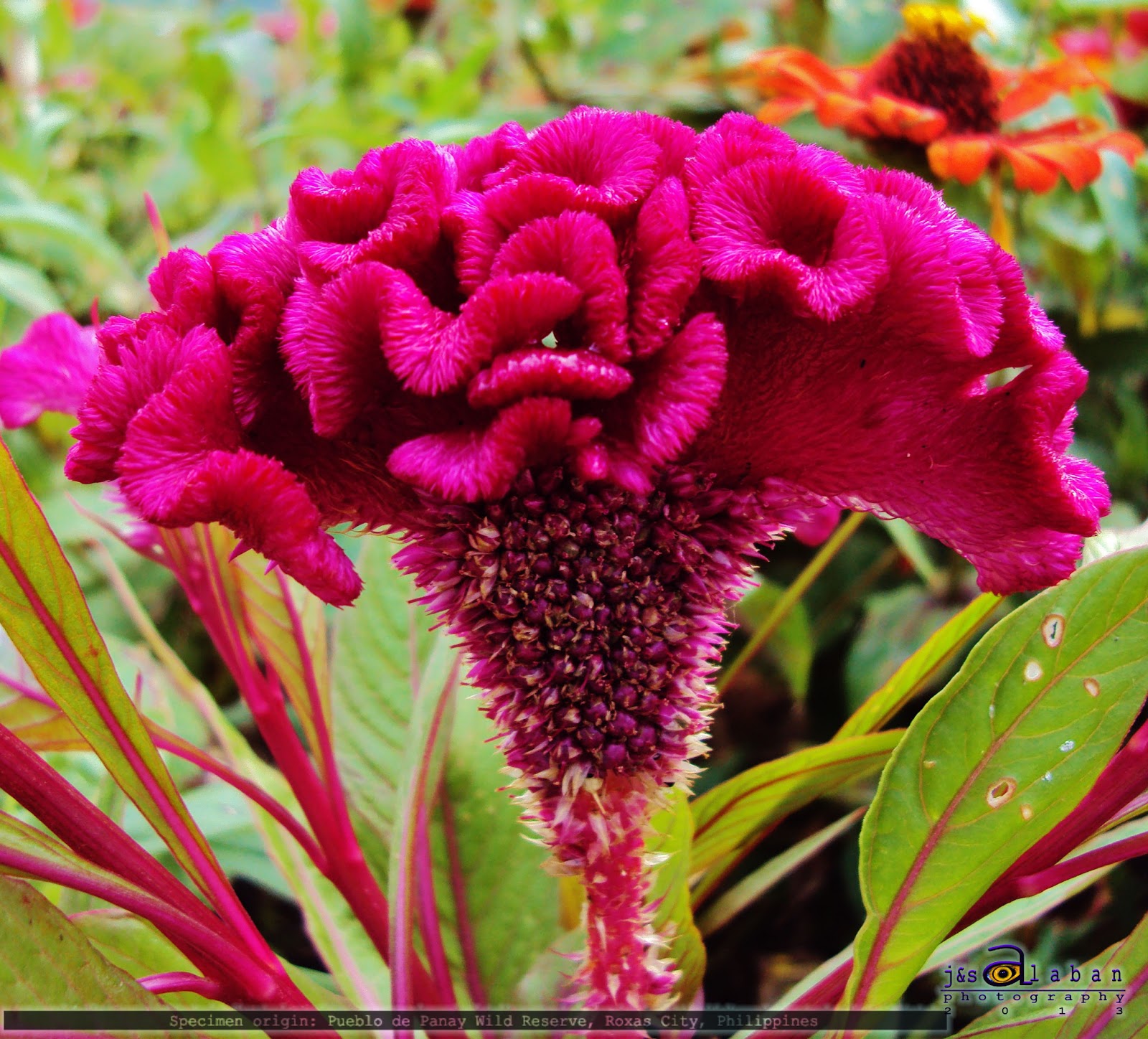 Biodiversity Capiz Pueblo Wild Flowers