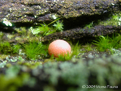 Lycogala epidendrum, Wolf's Milk Slime