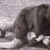  Kurseong - increase in wild bear attacks