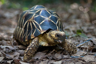 burmese starred tortoise
