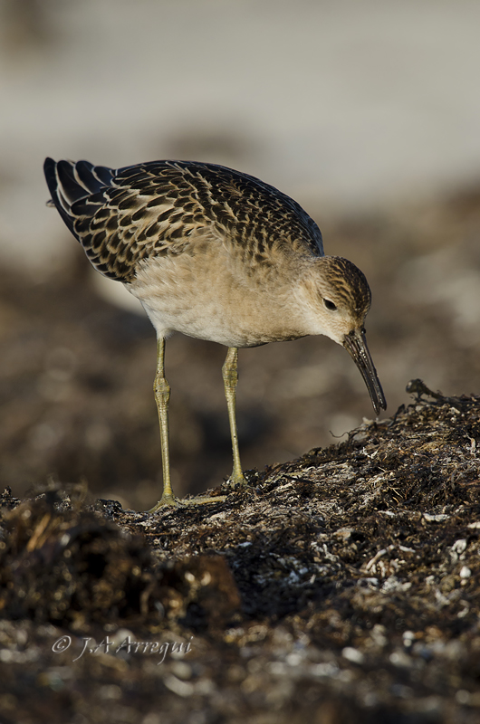 Combatiente, Philomachus pugnax, Ruff Combatiente, Philomachus pugnax, Ruff