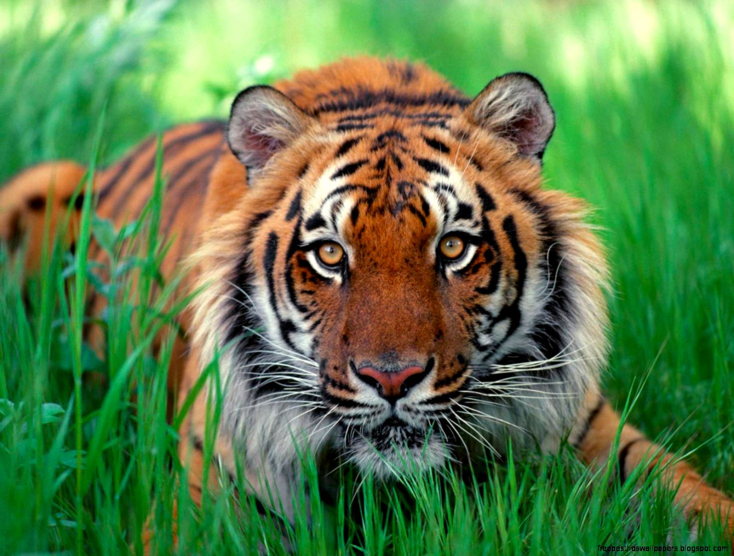 Sumatran Tiger Pictures Good pictures of Sumatran Tigers Sumatran Tiger Pictures Good pictures of Sumatran Tigers