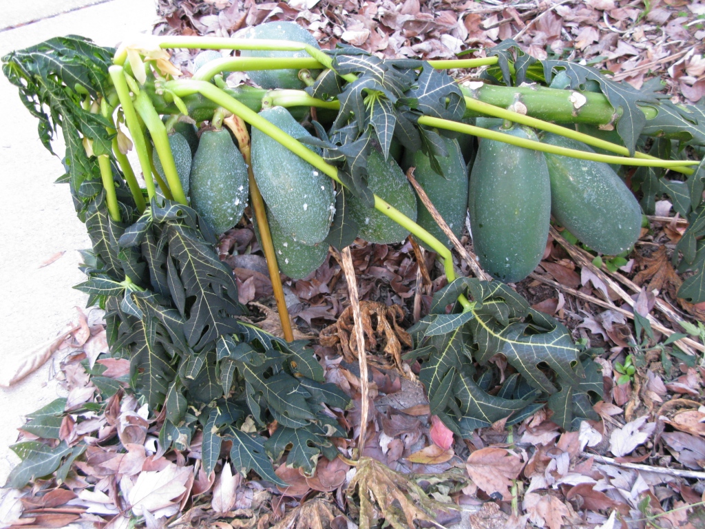 My Yard Journal The Papaya Tree After the Freeze