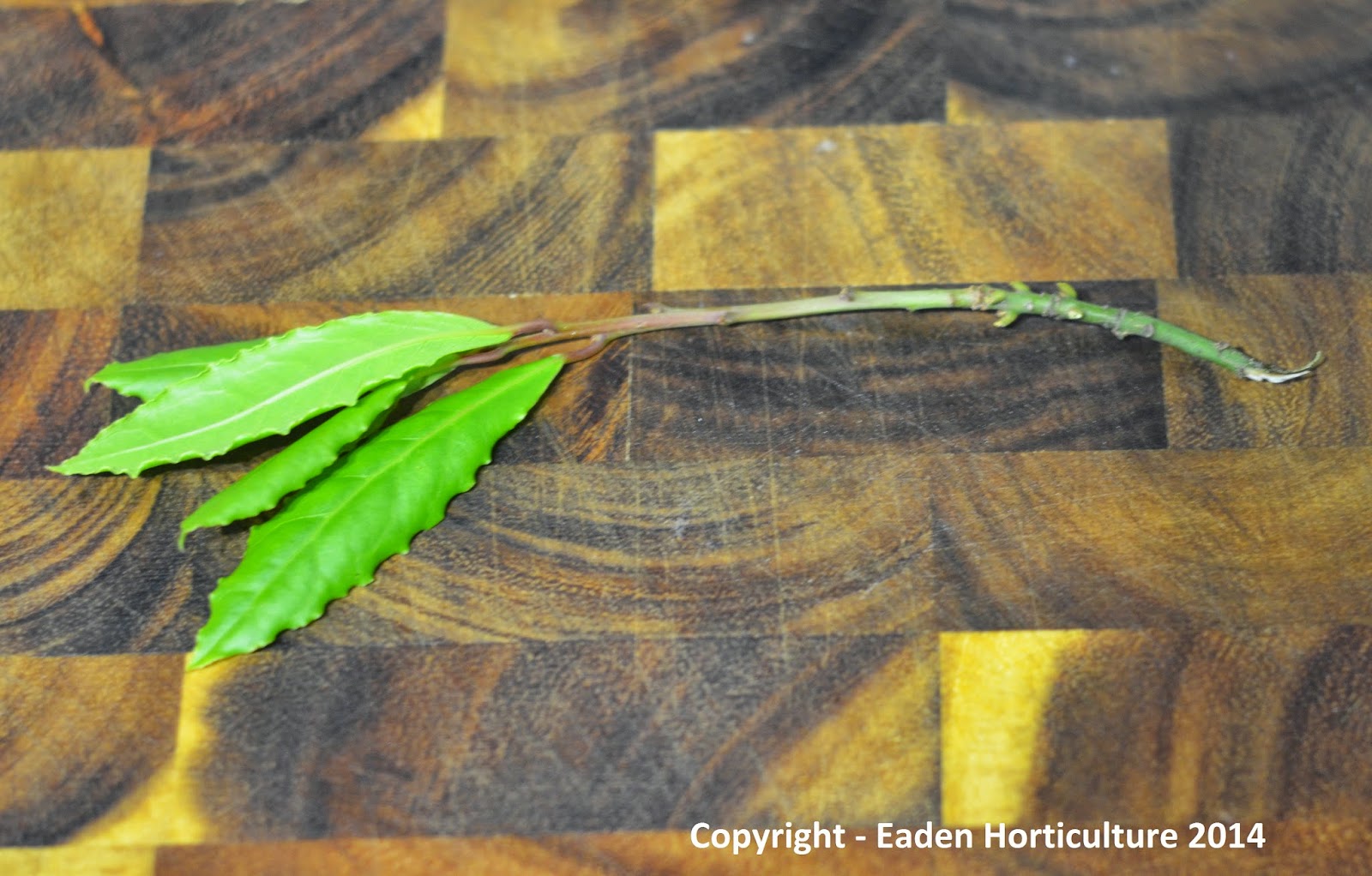 HOW TO TAKE CUTTINGS FROM BAY TREES The Garden of Eaden