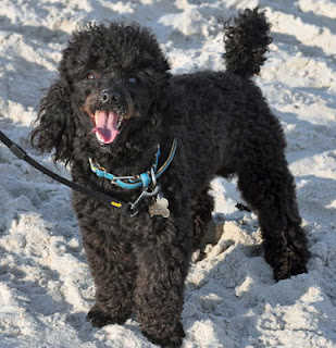 poodle maltese funny dogs mix dog