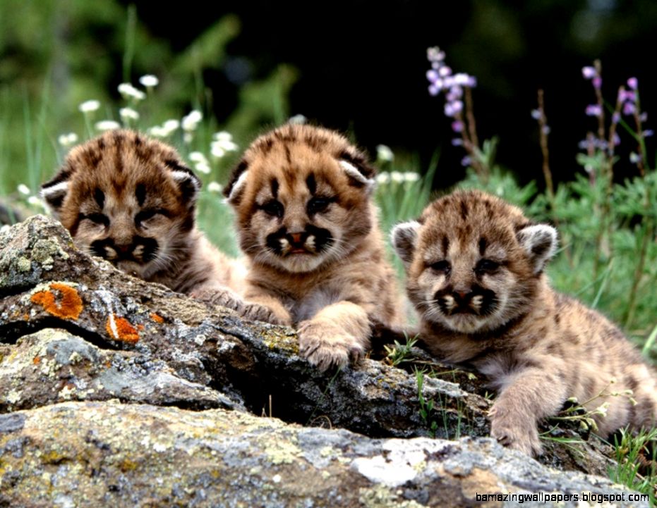 12 Cute Baby Animals Bring You a Fresh Mood Animal Stories 12 Cute Baby Animals Bring You a Fresh Mood Animal Stories